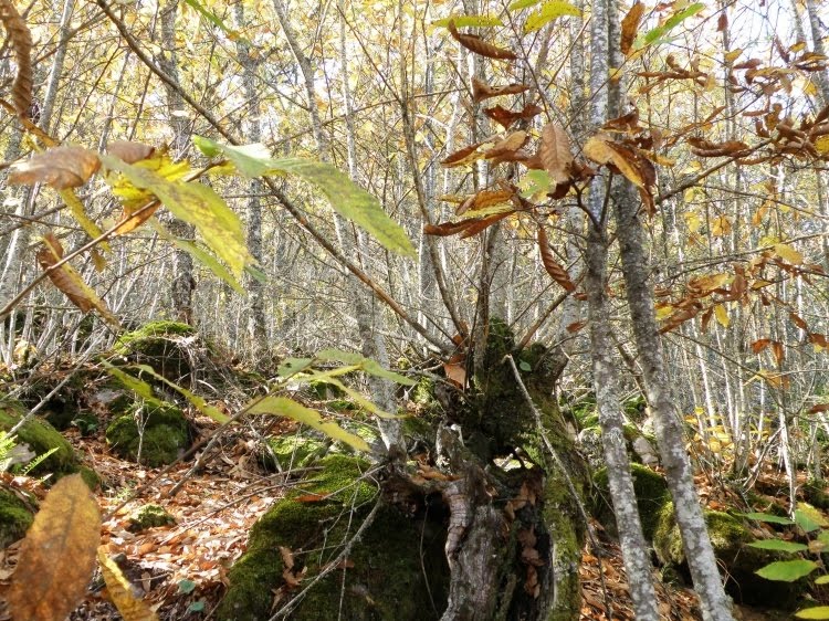[Bosque+encantado[1]...+6.JPG]
